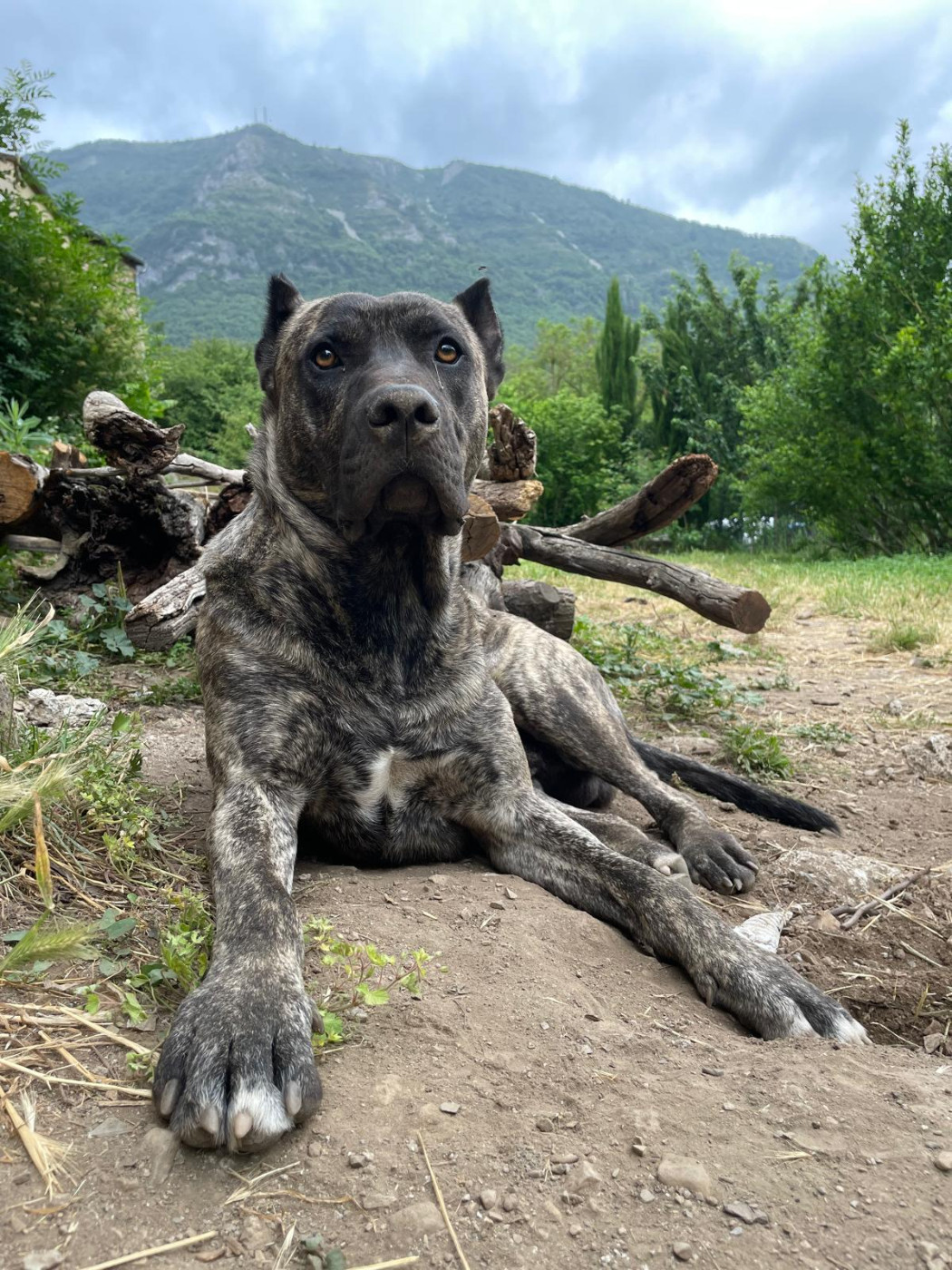 Présentation de la race