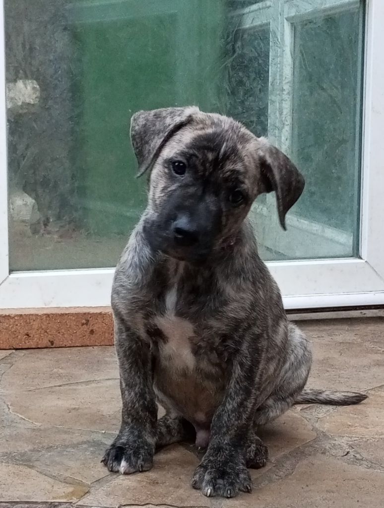 Cimarron Des Cévennes - Chiots disponibles - Cimarron Uruguayen