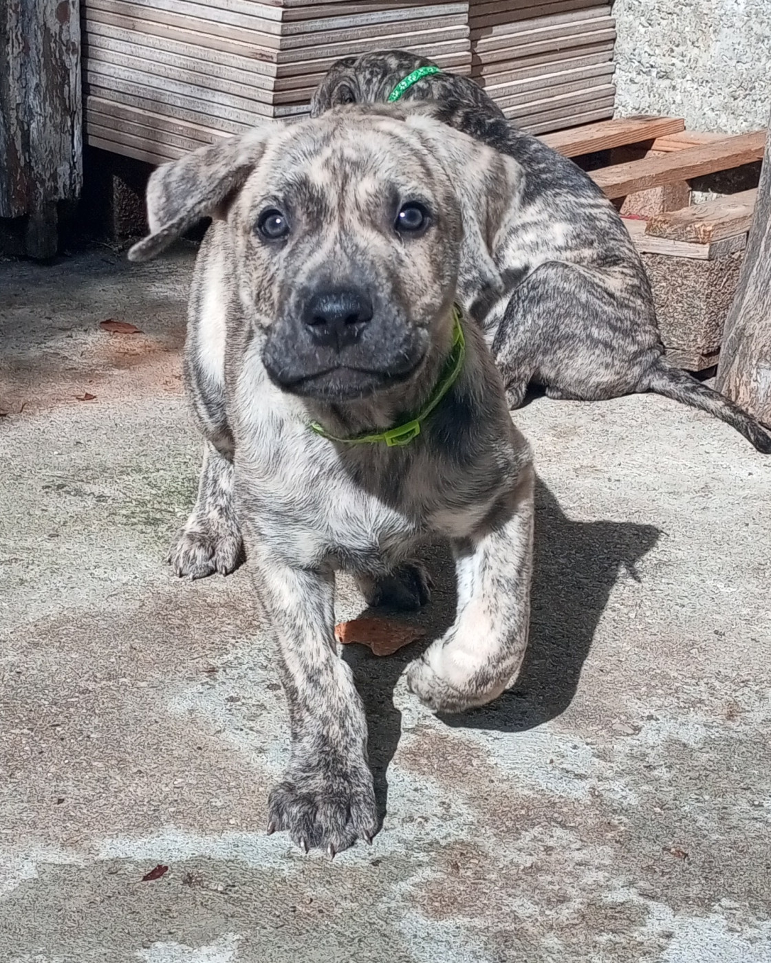 Cimarron Des Cévennes - Chiots disponibles - Cimarron Uruguayen