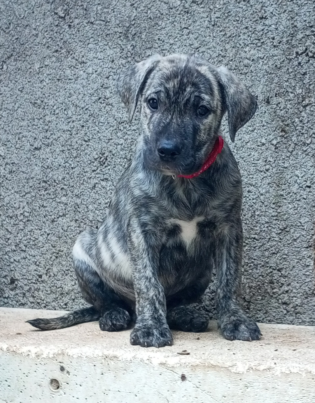Cimarron Des Cévennes - Chiots disponibles - Cimarron Uruguayen