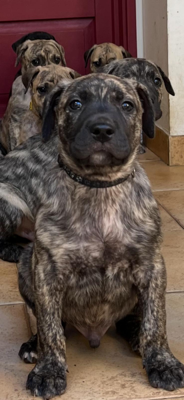 Cimarron Des Cévennes - Chiots disponibles - Cimarron Uruguayen