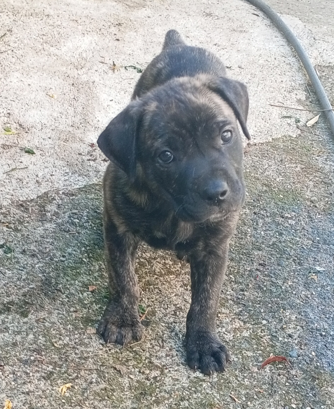 Cimarron Des Cévennes - Chiots disponibles - Cimarron Uruguayen