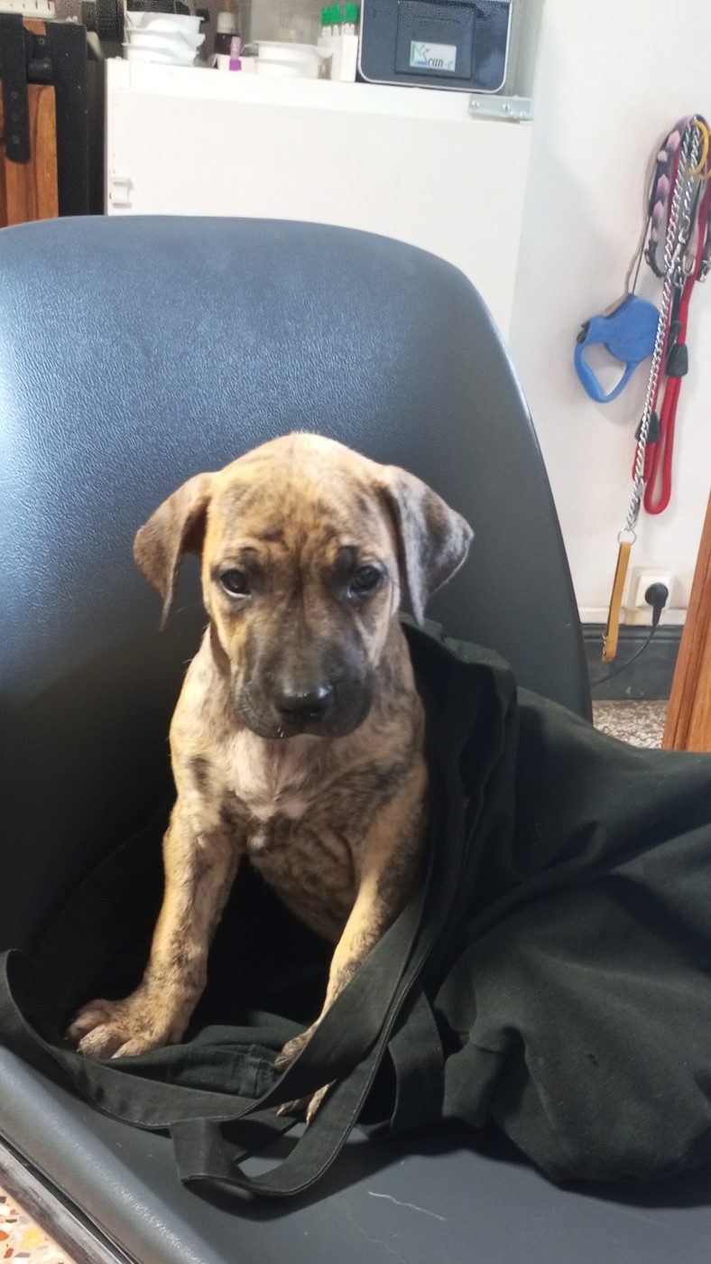 Cimarron Des Cévennes - Chiots disponibles - Cimarron Uruguayen