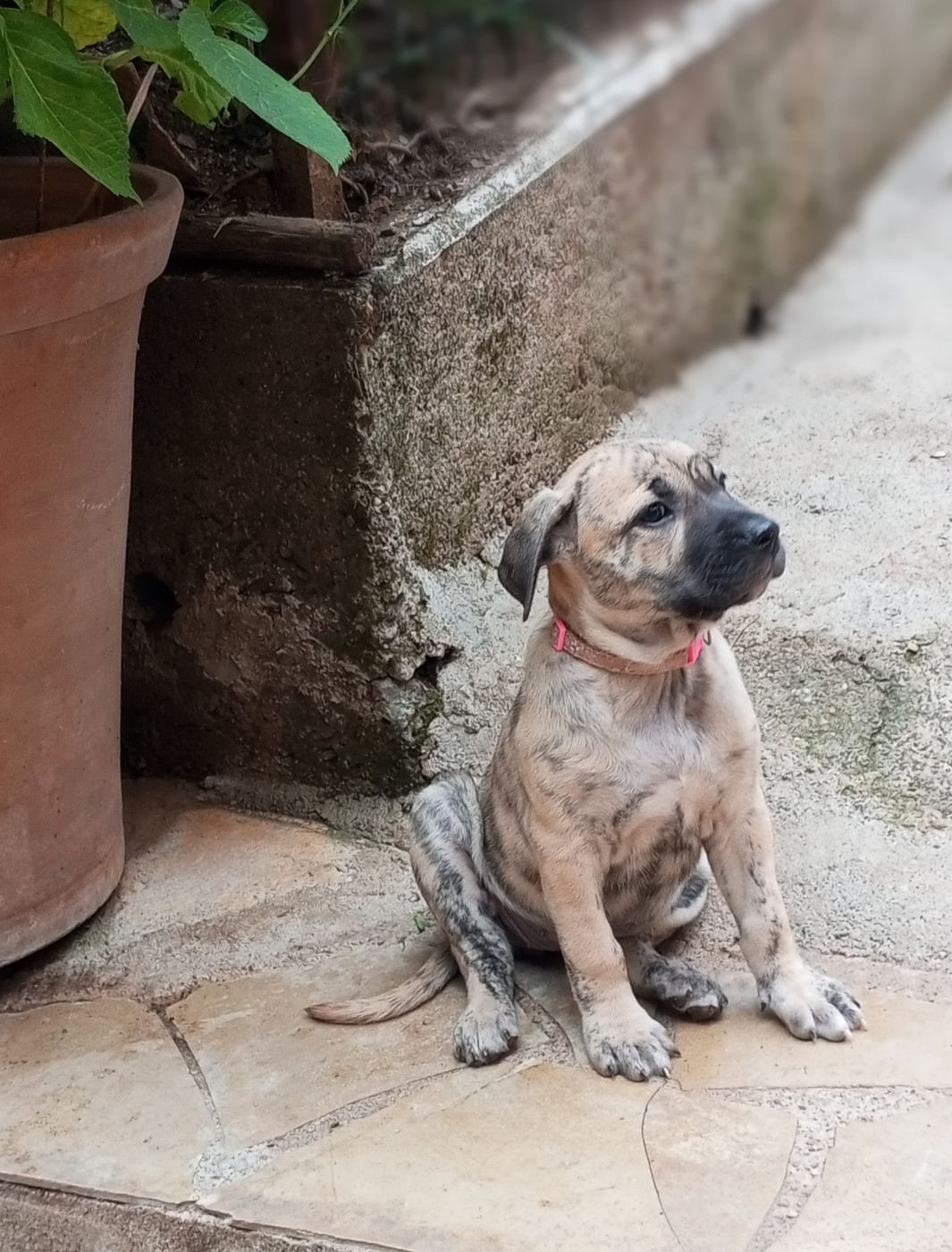 Cimarron Des Cévennes - Chiots disponibles - Cimarron Uruguayen