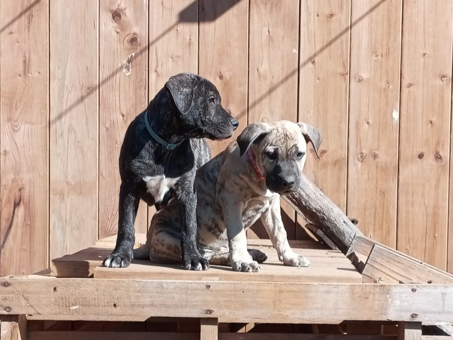 Cimarron Des Cévennes - Chiots disponibles - Cimarron Uruguayen