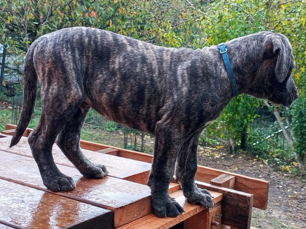 Cimarron Des Cévennes - Chiots disponibles - Cimarron Uruguayen