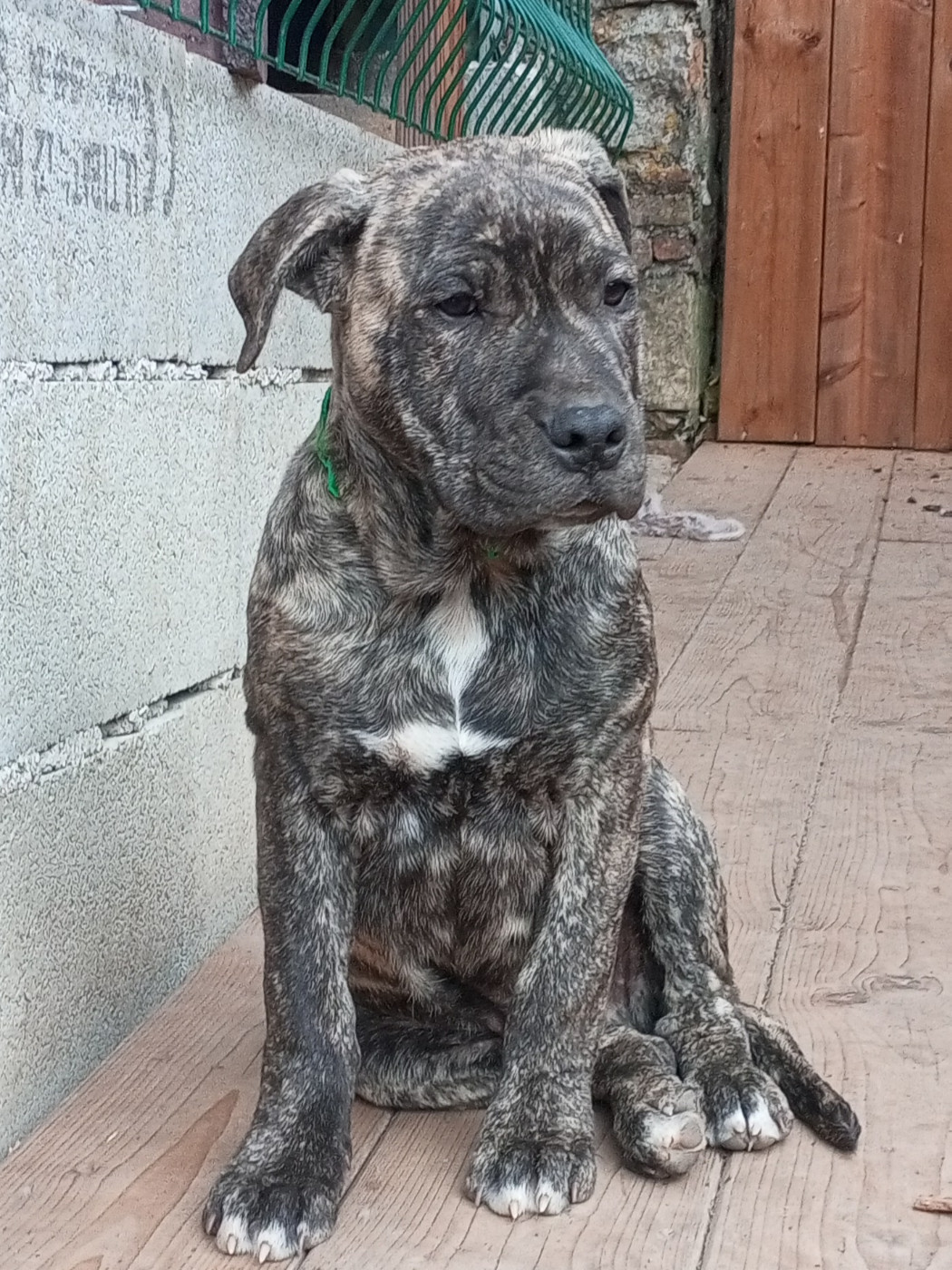 Cimarron Des Cévennes - Chiots disponibles - Cimarron Uruguayen
