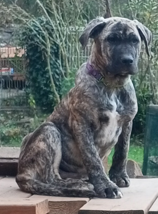 Cimarron Des Cévennes - Chiots disponibles - Cimarron Uruguayen