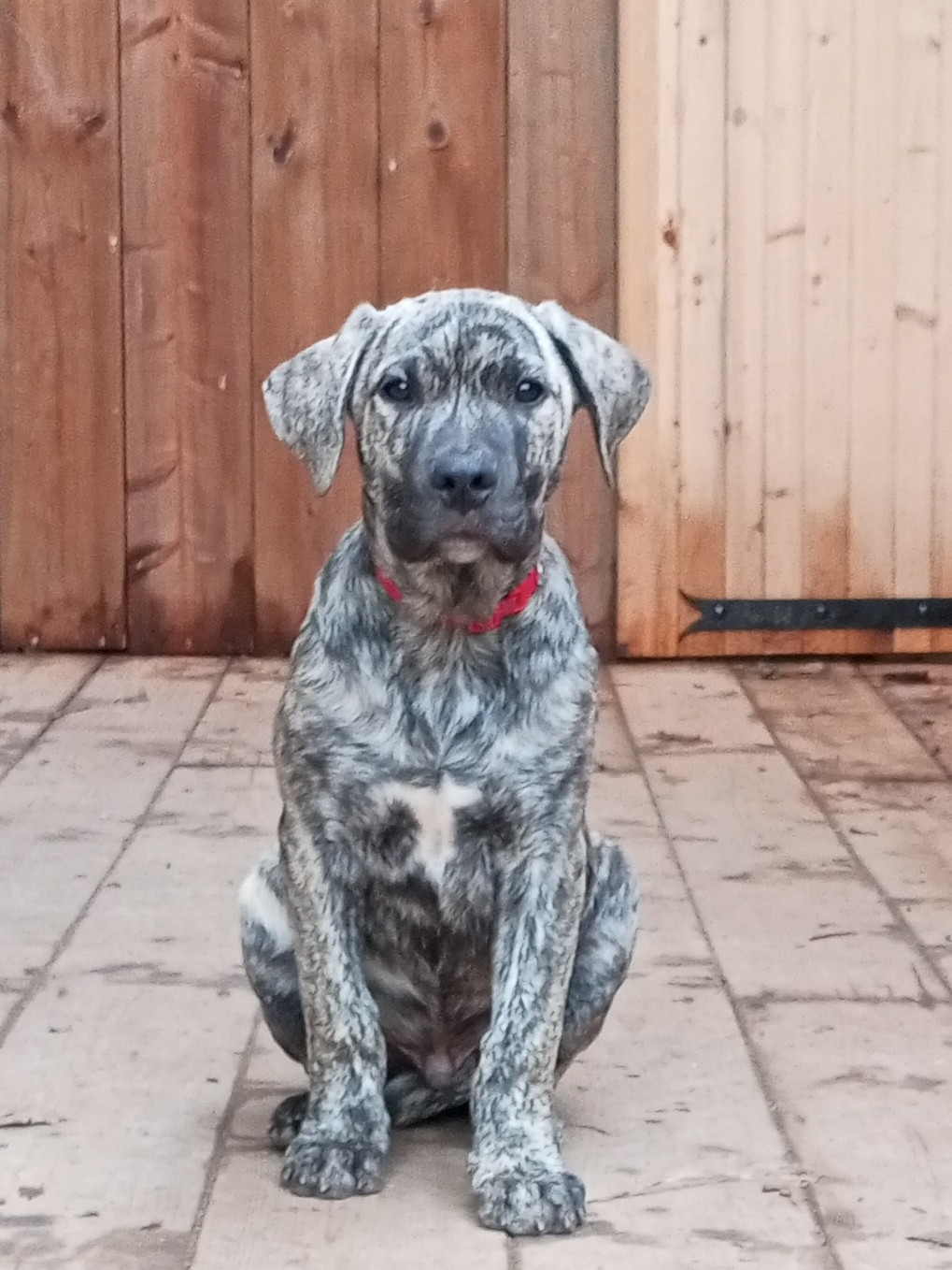 Cimarron Des Cévennes - Chiots disponibles - Cimarron Uruguayen