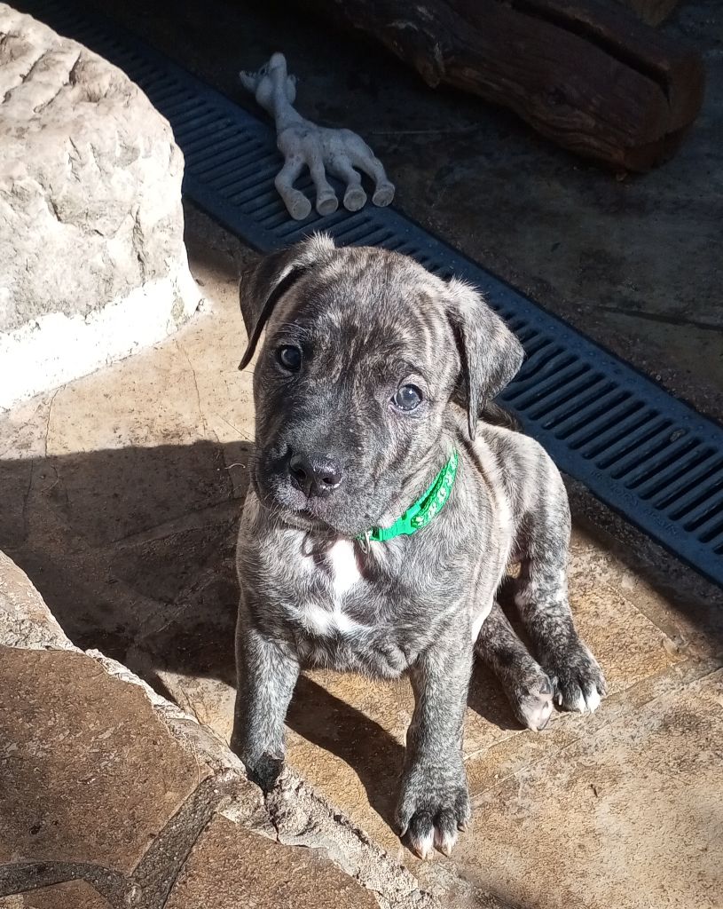 Cimarron Des Cévennes - Chiots disponibles - Cimarron Uruguayen